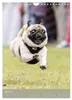 Mops-Rennen (Wandkalender 2027 DIN A4 hoch), CALVENDO Produktbild-Vorschau 7