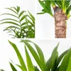 3x Tropische Palmenmischung – Dypsis-Chamaedorea-Yucca – Produktbild-Vorschau 6