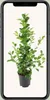 Meergroothandel Ficus Microcarpa Moclame - 95 cm, Ø 21 cm Produktbild-Vorschau 8