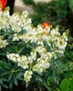 Pieris japonica 'Debutante', Japanische Lavendelheide, Produktbild-Vorschau 11