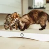 COMET L - griffoir canadien pour chat - gris clair Voir les images du produit 8