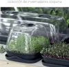 Close-up of several clear plastic mini-greenhouses with young plants growing inside, placed on a light-colored surface. Náhled obrázku produktu
