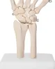 Anatomie Skelett Mensch Modell Lebensgroß Skelett Hand Produktbild-Vorschau 4