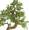 Dehner Bonsai Japanische Zelkove, Zelkova serrata, im Produktbild-Vorschau 2