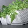 Several white planters filled with various green herbs are lined up. Voir les images du produit