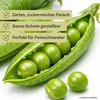 Markerbse Lancet | Markerbsensamen von Dürr Samen Produktbild-Vorschau 6