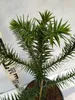 Close-up of a small Araucaria araucana plant in a pot. Produktbild-Vorschau