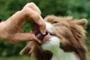 A close-up shot of a person feeding a dog a supplement. Produktbild-Vorschau