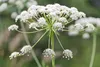SAFLAX - BIO - kerblík - Anthriscus cerefolium - 800 Semena Náhled obrázku produktu 6