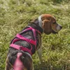 Dingo Hundegeschirre Sled Große L Farbe Rosa Zuggeschirr Produktbild-Vorschau 13