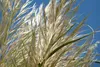 SAFLAX - Americká pampová tráva - Cortaderia selloana - 200 Náhľad obrázku produktu 9