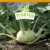 Artikelbild 5 von 'Kohlrabi Superschmelz' aus der Kategorie Kohlrabisamen Produktbild-Vorschau