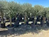 Olivenbaum XL ca. 20 Jahre Alt Winterhart bis –15 °C  Höhe Produktbild-Vorschau 5