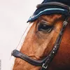 Schockemöhle Sport Snaffle Equitus Delta Uzdečka černá / Náhled obrázku produktu 3