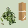 Cissus Rhombifolia Ellen Danica - Ø17Cm - ↕70Cm Podgląd zdjęcia produktu 3