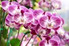 Orchideendünger 0,35 L AGRECOL Produktbild-Vorschau 2