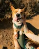 Ruffwear 3072-444S, Hund, Zugfreier Gurt, S, Türkis, Nylon, Produktbild-Vorschau 6