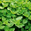 Majoran Einjährig Samen - Origanum majorana - Majoransamen Produktbild-Vorschau 5