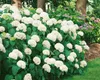 Hydrangea arborescens 'Annabelle', Schneeballhortensie, Produktbild-Vorschau 7
