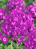 Phlox paniculata 'Purple Kiss', Flammenblume, lila, ca. Produktbild-Vorschau 7