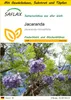 SAFLAX Anzucht Set - Jacaranda - Jacaranda mimosifolia - 50 Produktbild-Vorschau 1