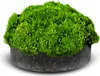 Eco Plant Riccia Fluitans - In-vitro-Pflanze Setzling Eco Produktbild-Vorschau 1
