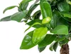 Bloomique - Ficus Ginseng - Bonsai Baum - Zimmerpflanzen - Produktbild-Vorschau 4