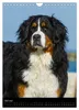 Berner Sennenhund 2027 (Wandkalender 2027 DIN A4 hoch), Produktbild-Vorschau 5