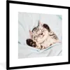 MuchoWow® Gerahmtes Poster Kätzchen - Lustig - Bett - Produktbild-Vorschau 1