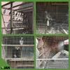 A collage of four images showing pigeons in cages and pigeon coops. Voir les images du produit