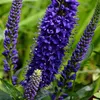6 x Ehrenpreis - Veronica spicata | Topf 9cm x 9cm Voir les images du produit 2