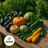 Toraf semená zeleniny XXL set 500 semien 12 druhov tekvica Náhľad obrázku produktu 4