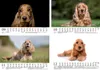 Hundezauber Cocker Spaniel DIN A5 Kalender für 2027 Welpen Produktbild-Vorschau 4