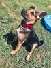 Breites Hundehalsband aus Leder mit Spikes - rot, Größe L Produktbild-Vorschau 9