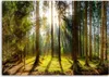 Leinwandbild strahlen in einem sonnigen wald 100x70 cm Produktbild-Vorschau 3