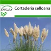 SAFLAX - Americká pampová tráva - Cortaderia selloana - 200 Náhled obrázku produktu 10