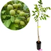 Juglans regia 'Franquette', Walnussbaum, 5-Liter-Topf Produktbild-Vorschau 1