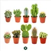 10 různých kaktusů v 5,5cm květináči v sadě Náhled obrázku produktu 1
