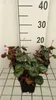 6 x Cyclamen coum - Wiosna - Doniczka 9 x 9 cm Podgląd zdjęcia produktu 2