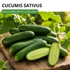 Mini Snackgurke Salamanda F1 Samen - Cucumis sativus - Produktbild-Vorschau 2