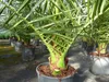 Palme 90-120 cm, Phoenix canariensis, kanarische Produktbild-Vorschau 2