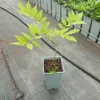 Glicynia (Wisteria) chińska Alba 2L Podgląd zdjęcia produktu 6