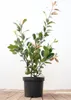 Photinia fraseri 'Red Robin', Glanzmispel, rot, 60–80 cm Produktbild-Vorschau 3
