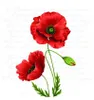 Serviette "Leuchtender Klatschmohn" 20 Stück Produktbild-Vorschau 1