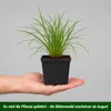 Stauden Gänge 1 x Pennisetum alopecuroides im 1 Liter Topf Produktbild-Vorschau 5