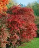 Berberis thunbergii 'Atropurpurea', Blutberberitze, Produktbild-Vorschau 8