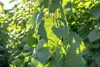 Vitis vinifera 'Erdbeertraube', Weinrebe, süß, 80–100 cm Produktbild-Vorschau 3