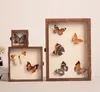 Gut sichtbare Schaubox, große Insekten-Schattenbox, Produktbild-Vorschau 2