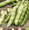 Graines potagères Fève Windsor mi-précoce Voir les images du produit 3