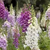 6 x náprstník  - Digitalis purpurea 'Gloxiniiflora'  | Náhled obrázku produktu 2